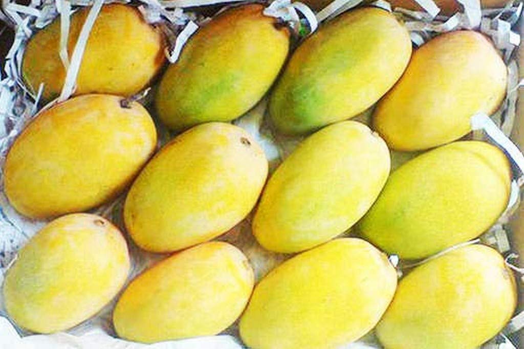 Mango Keser Keri